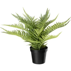 Kremmerhuset Bregne i potte| Grønne Planter