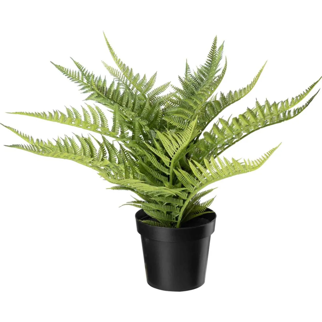 Kremmerhuset Bregne i potte| Grønne Planter