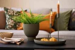 Kremmerhuset Bregne i potte| Grønne Planter