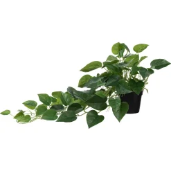 Kremmerhuset Hengende Gullranke| Grønne Planter