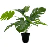 Kremmerhuset Monstera i potte 42cm| Grønne Planter