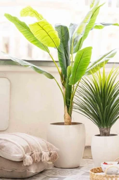 Kremmerhuset Plante Banantre 135cm| Grønne Planter