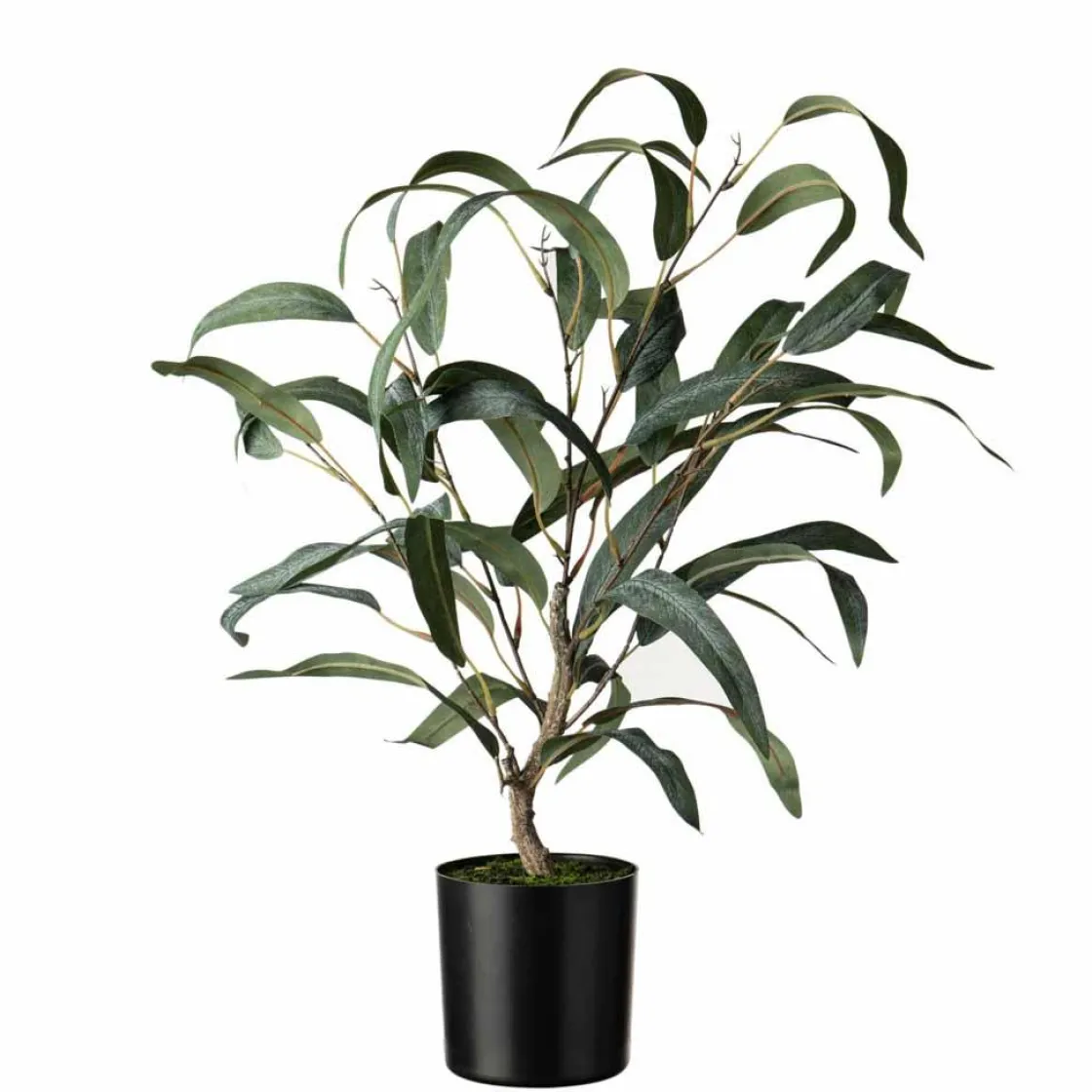 Kremmerhuset Plante Blader i potte| Grønne Planter