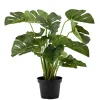 Kremmerhuset Plante Monstera| Grønne Planter