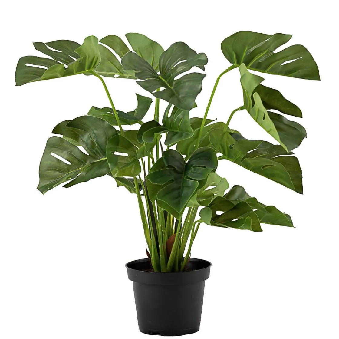 Kremmerhuset Plante Monstera| Grønne Planter